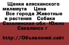 Щенки аляскинского маламута  › Цена ­ 15 000 - Все города Животные и растения » Собаки   . Сахалинская обл.,Южно-Сахалинск г.